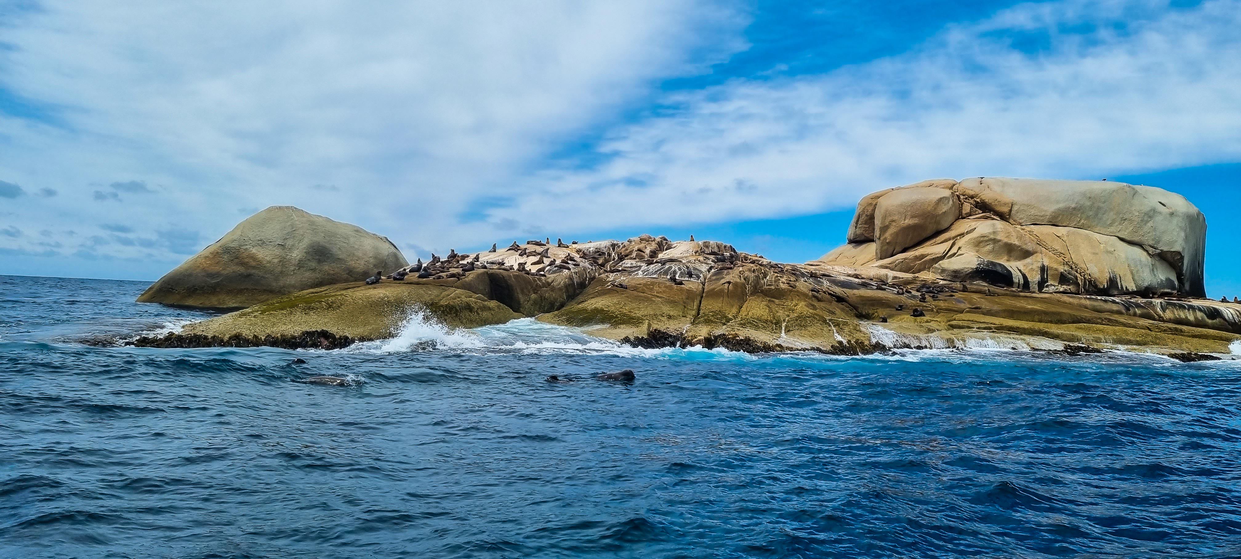 Wilsons Prom Fur Seals